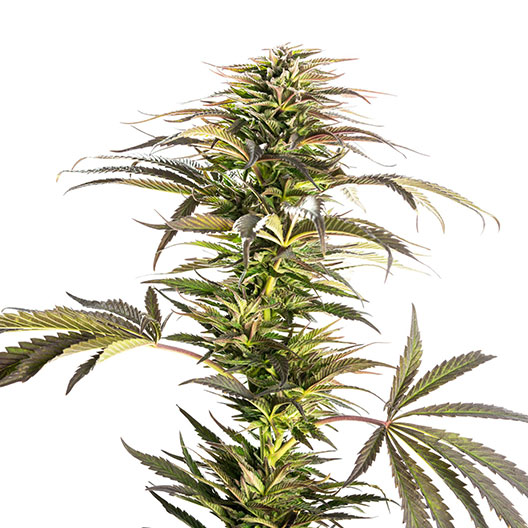 Super Cheese Auto
