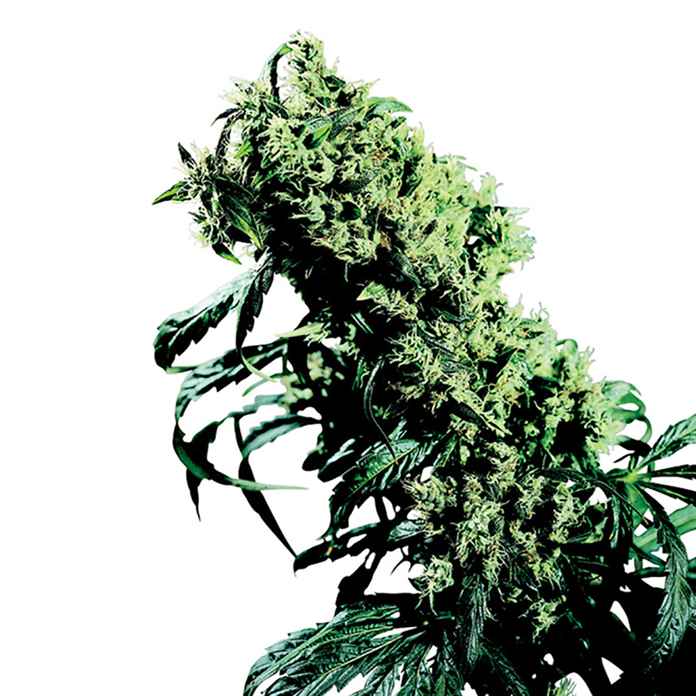 Ancient OG Auto