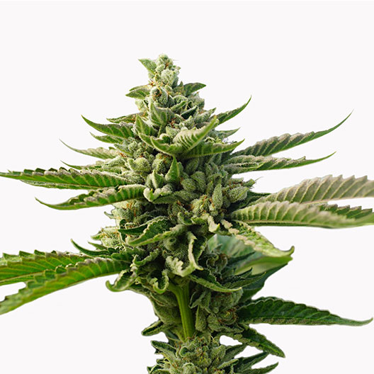 Early Girl Auto