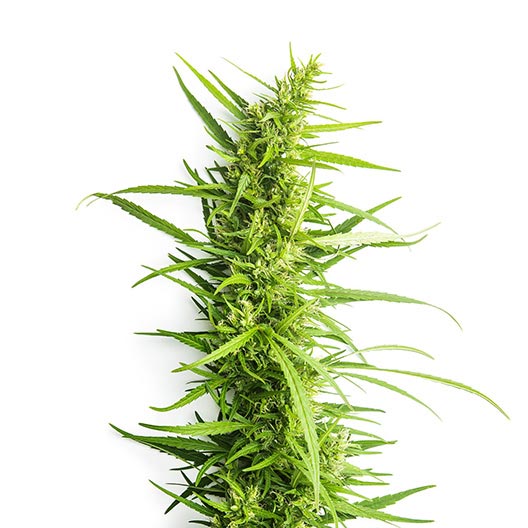 Eran Almog Feminized