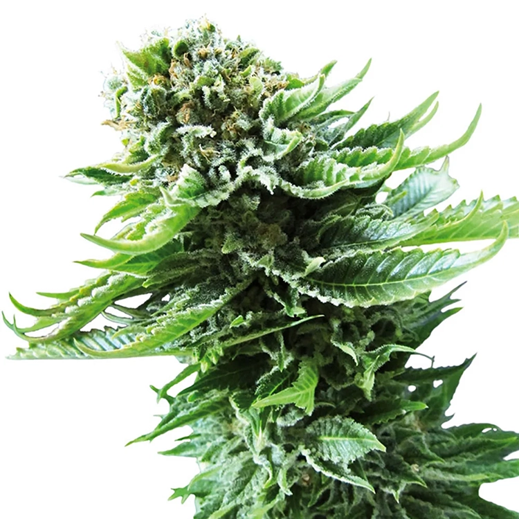 Blackberry Cream Auto