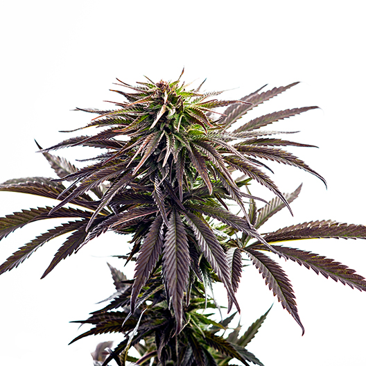 Lethal Purple Feminized