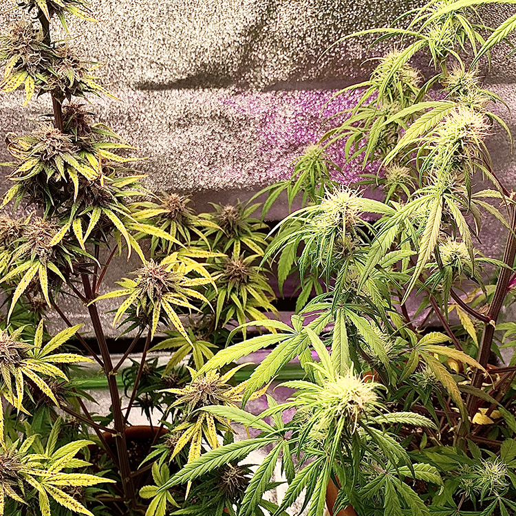 Grape God Feminized