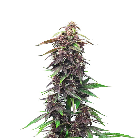 Sour Grape Auto
