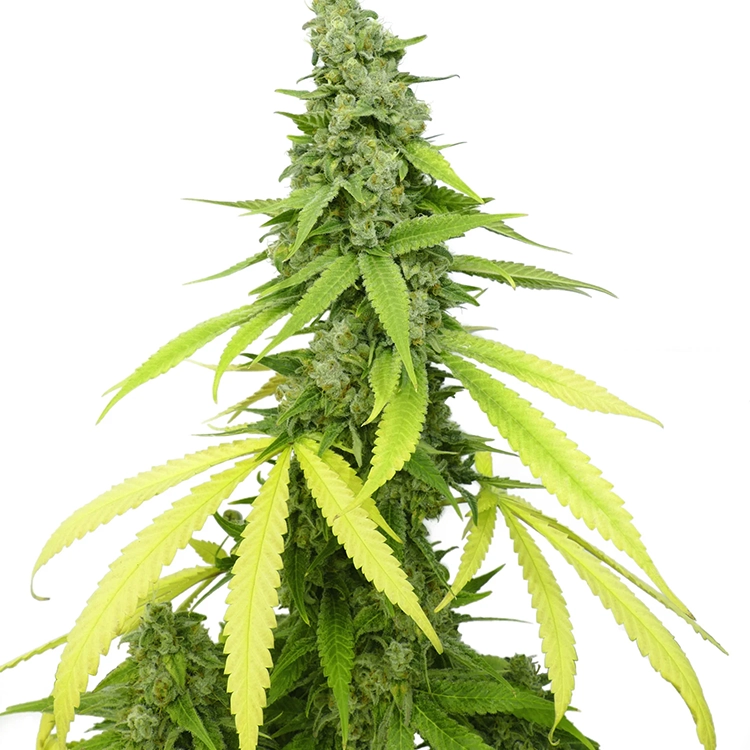 Mag Landrace Auto