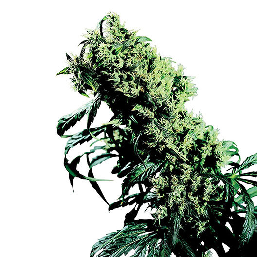 Black Russian Auto