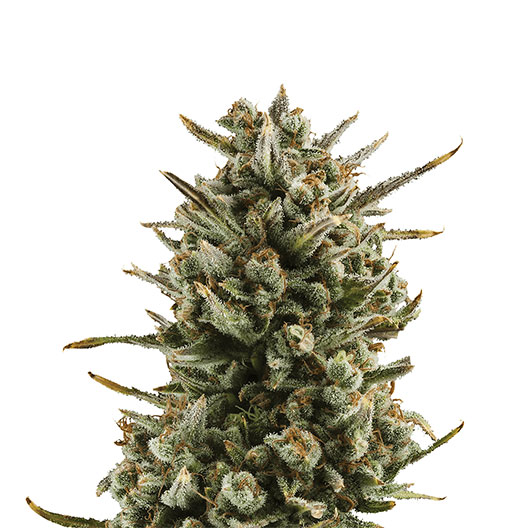 WSU Feminized
