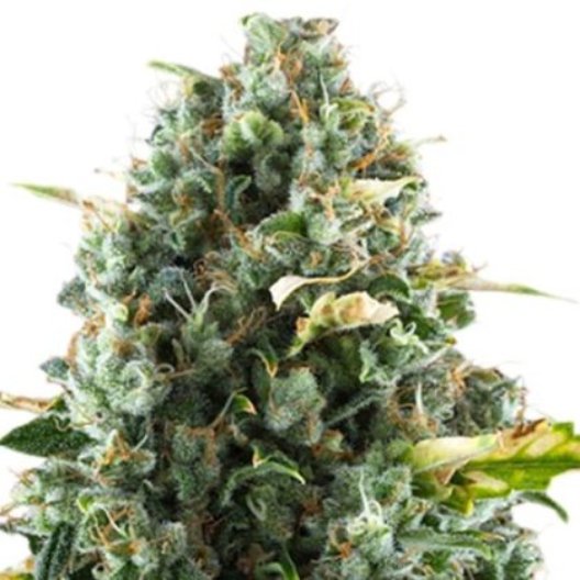 Sirius Black Auto