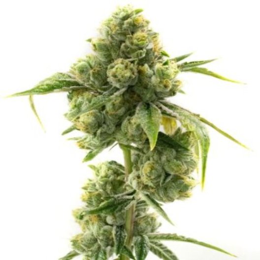 Krishna Kush Feminized
