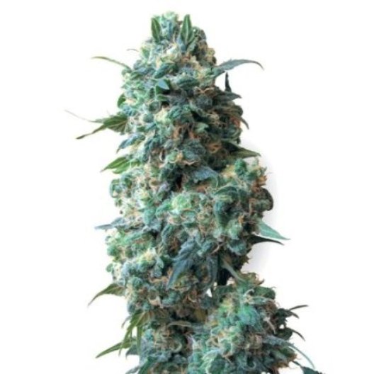 Blueberry Space Cake Feminized