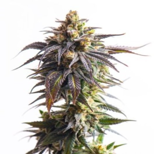 Dynamite Premium Feminized