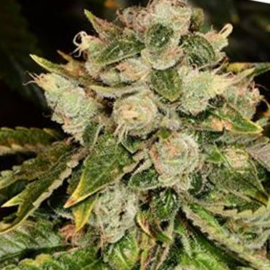 Valley Ghash Feminized
