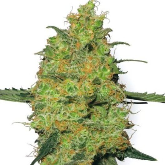 Tango Kush Feminized