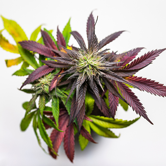Platinum Purple Kush Feminized