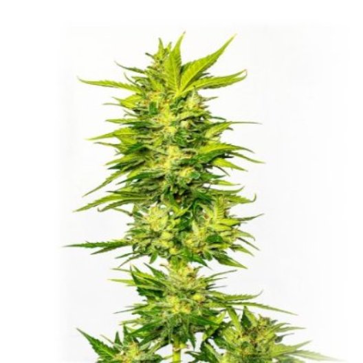 Lemon OG Kush Feminized
