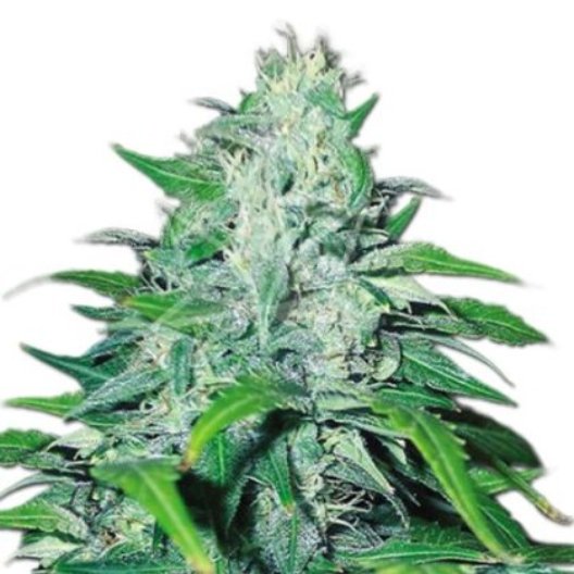 Elmer's Glue Feminized