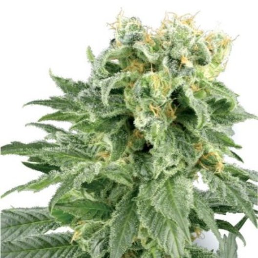 Old School OG Auto