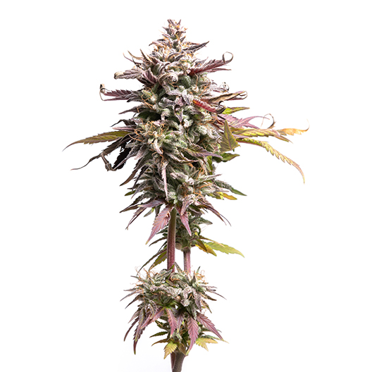 Purple Alien OG Feminized