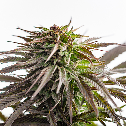 Purple Sour Diesel Feminized