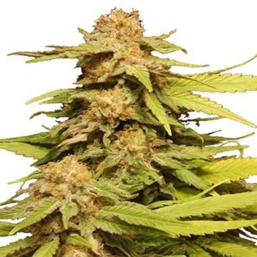 Phantom Cookies Auto