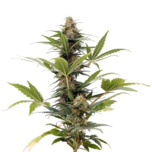 Elmer's Glue Auto