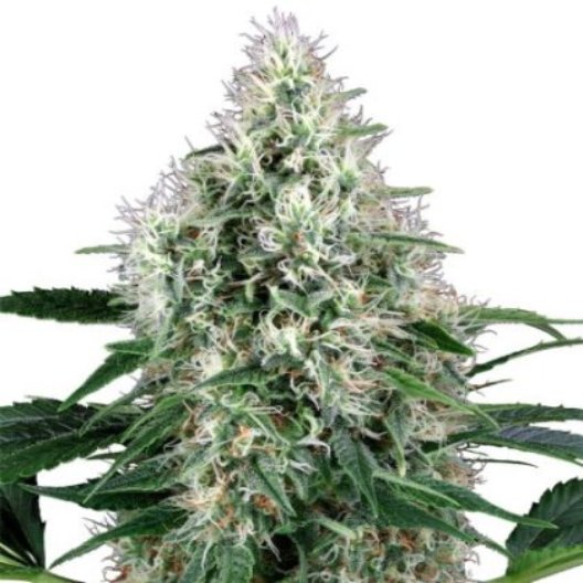 Nuclear Cookies Feminized