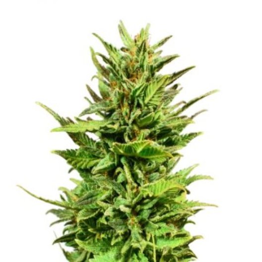 Euforia Feminized