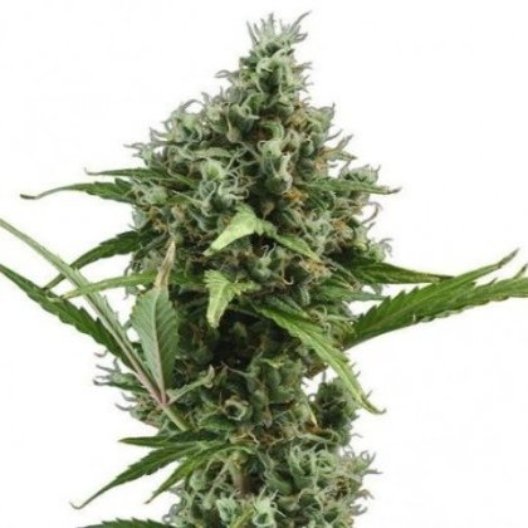 Jack Frost Feminized