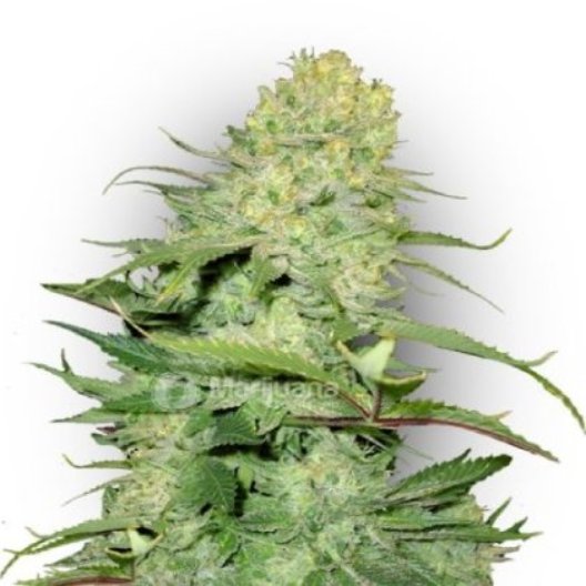 Ice Cream Auto
