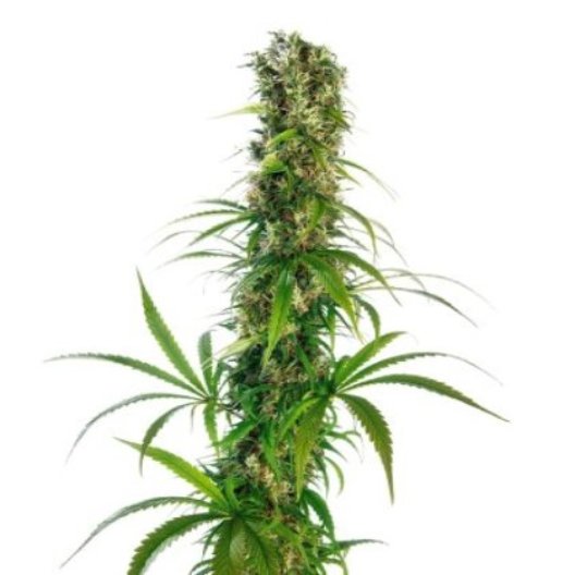 Strawberry Haze Feminized