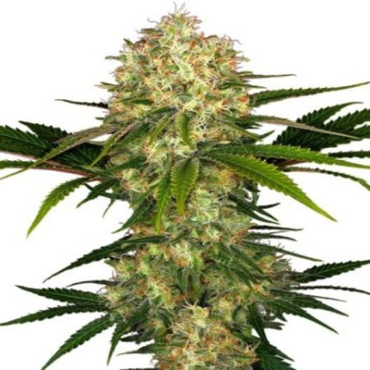 Blue Afghani Auto