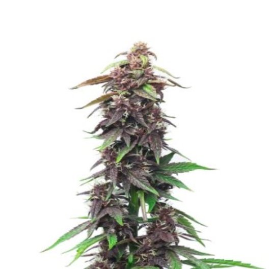 Blue Haze Feminized