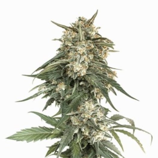 Qrazy Train Feminized