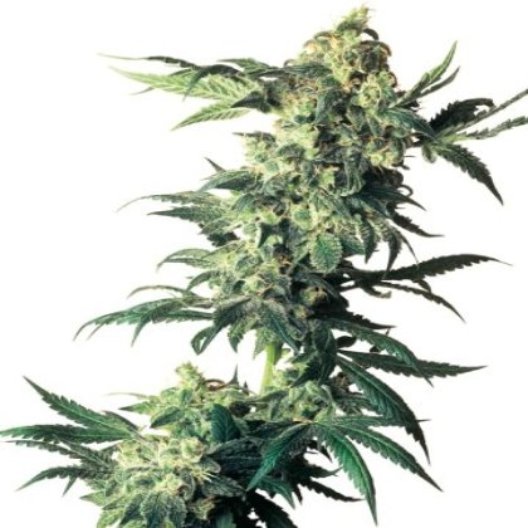 Nebula Feminized