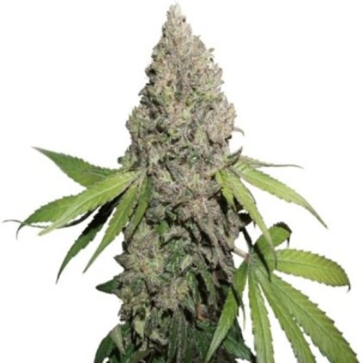 Mickey Kush Feminized