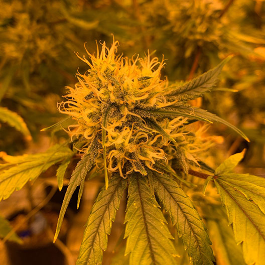 Willy’s Wonder Feminized