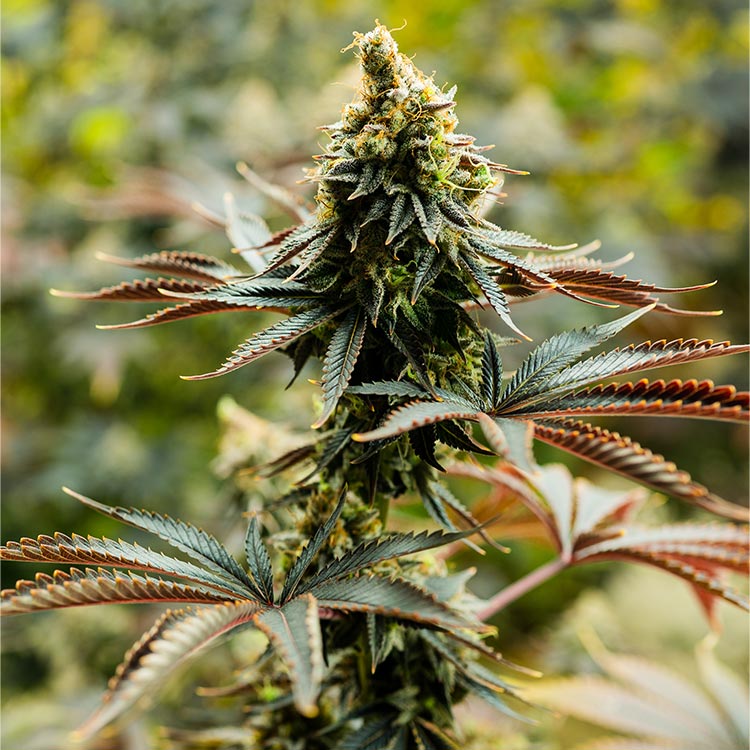 Four Way Feminized