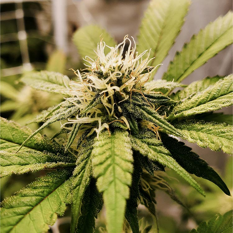 Wizard Punch Feminized