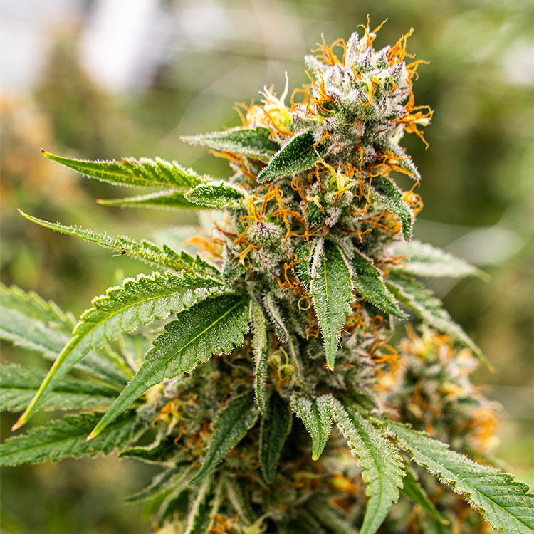 Pure Haze Feminized