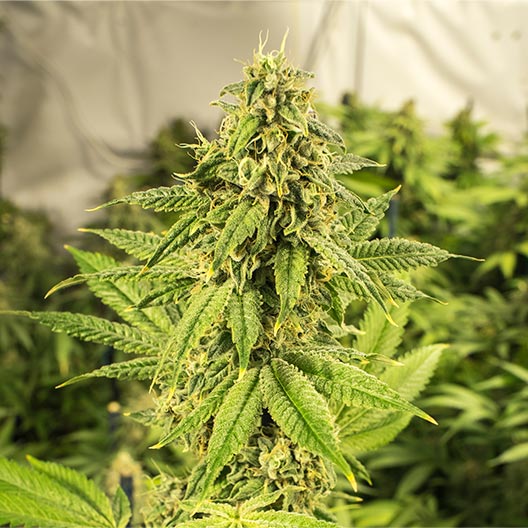 Gold Leaf Cannabis Feminized