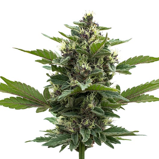 Gorilla Gas Feminized