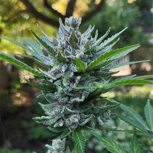 Grape Fanta Feminized