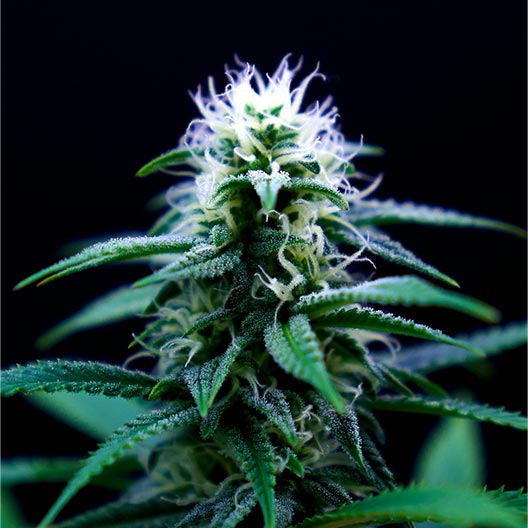 Melonade Feminized