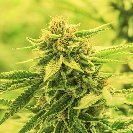 Passion Fruit Feminized