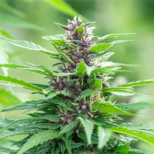 Neptune OG Feminized