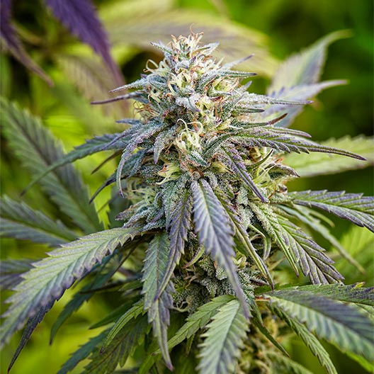 Purple Gelato Feminized