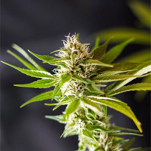 Red Cherry Berry Feminized