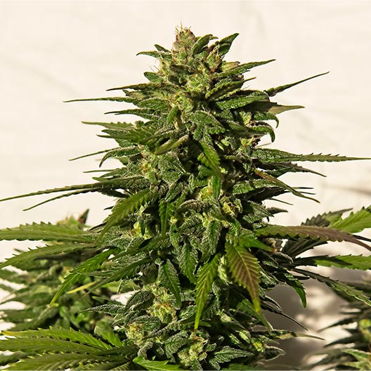 Animal Face Feminized