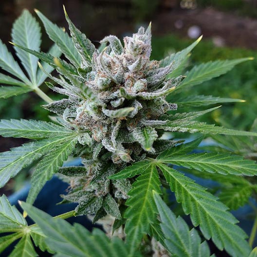 Banana Mac Feminized