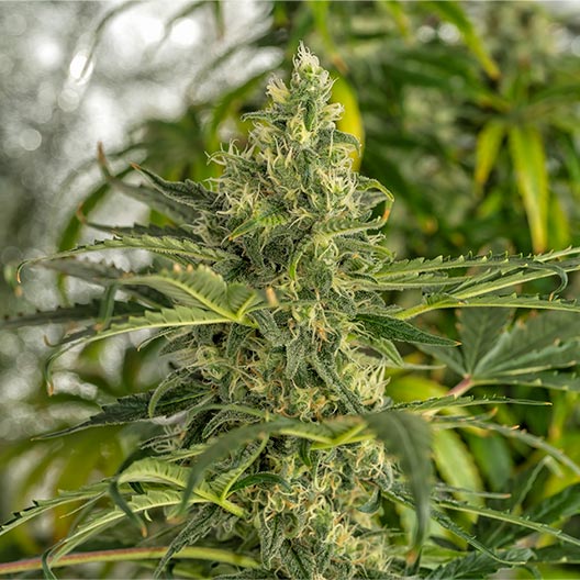 Blue Moonshine Feminized
